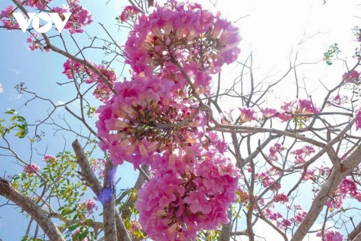 Sự kiên trì chăm sóc suốt hơn 10 năm qua của người dân và chính quyền xã Phú Tâm đã biến một con đường nông thôn bình thường trở thành một không gian văn hóa đặc sắc.