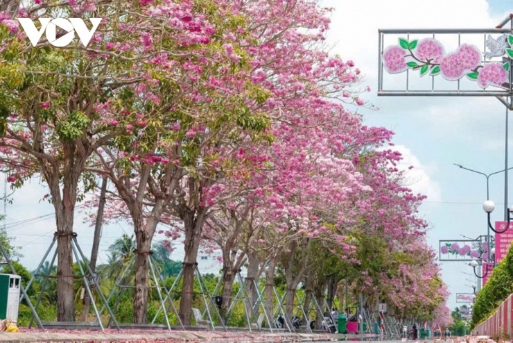 Chính sự nhẹ nhàng, thanh khiết của sắc hoa hòa quyện cùng không gian thoáng đãng của miền quê đã tạo nên một sức hút đặc biệt, giúp gắn kết cộng đồng và giới thiệu hình ảnh một miền Tây hiện đại, văn minh.