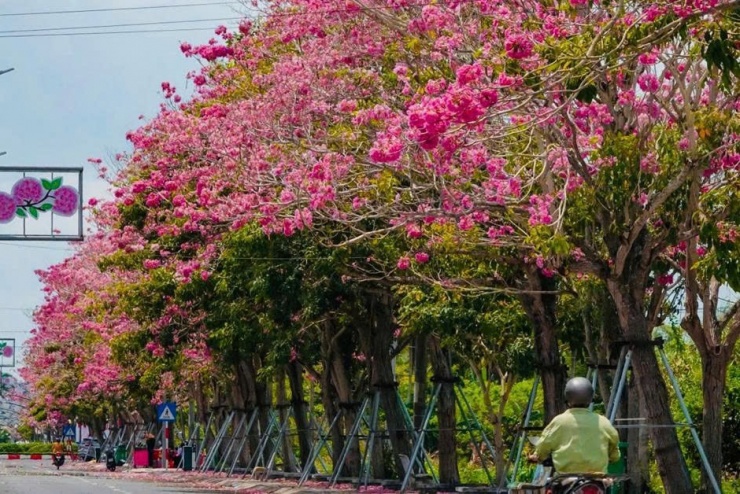 Sự kết hợp giữa vẻ đẹp thiên nhiên và bàn tay chăm sóc của con người đã biến một tuyến giao thông đơn thuần thành một không gian văn hóa, du lịch đầy sức sống, góp phần quảng bá hình ảnh con người và đất nước miền Tây hiền hòa, mến khách đến với bạn bè gần xa.