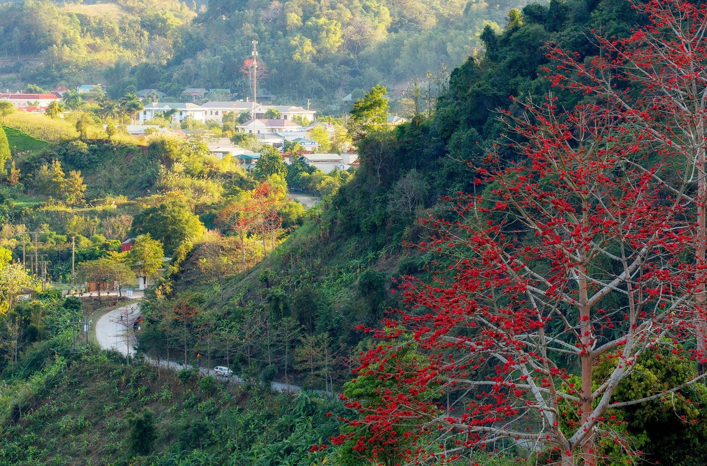 Có cây đứng đơn độc giữa nương ngô. Có cây đã hàng trăm năm tuổi, lặng lẽ trở thành chứng nhân cho bao mùa đổi thay của bản làng.
