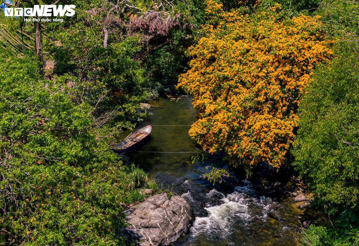 Hoa trang rừng ở đây không thấp bé như hoa trang thông thường, chúng là những cây thân gỗ cổ thụ, có cây đường kính lớn, tán xòe rộng vươn dài ra giữa dòng suối. Đầu tháng 3, những nụ hoa li ti chỉ trong vài ngày nắng ấm đã bung nở khắp cả con suối.