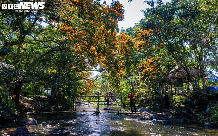 Trước đây, suối Tà Má là một địa danh hẻo lánh, chỉ có người dân bản địa biết đến nhưng nhờ sức lan tỏa vẻ đẹp của hoa trang rừng đã nhanh chóng trở thành hiện tượng. Sự kết hợp của các ghềnh đá, mùi thơm nhẹ phàng phất của hoa và sắc màu rực rỡ của thiên nhiên tạo nên một không gian thư thái, thu hút du khách ưa khám phá.