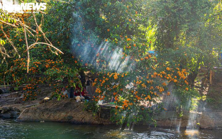 Hoa trang rừng có đặc điểm là nở rộ nhưng cũng tàn khá nhanh, chính vì thế, nhiều du khách đã không quản ngại đường xá xa xôi, tranh thủ lên suối Tà Má ngay khi nghe tin hoa chớm nở.