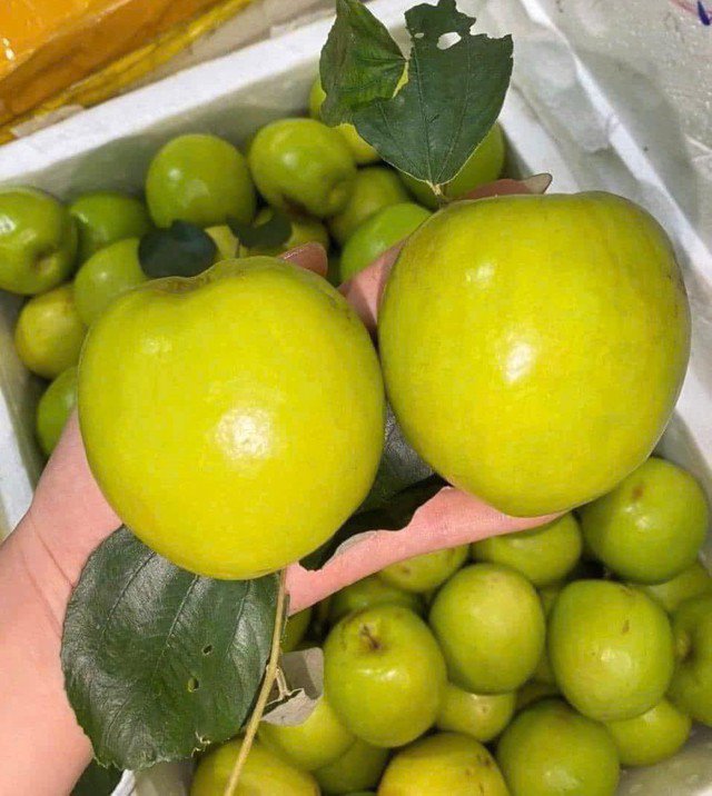 Kích thước của táo đại mật thường to hơn táo truyền thống và ăn giòn, ngọt. Ảnh HM