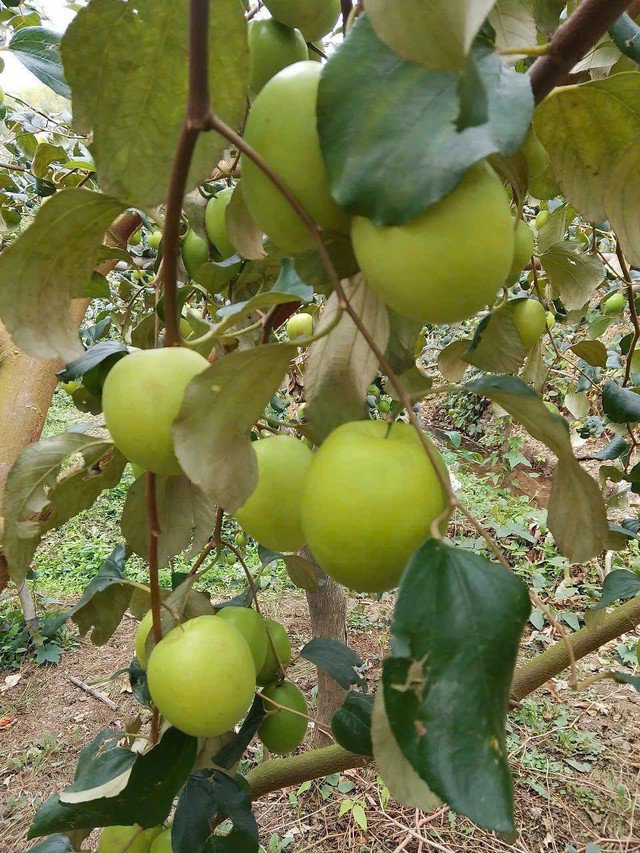 Táo đại mật được xem là một đặc sản của tỉnh Bắc Ninh