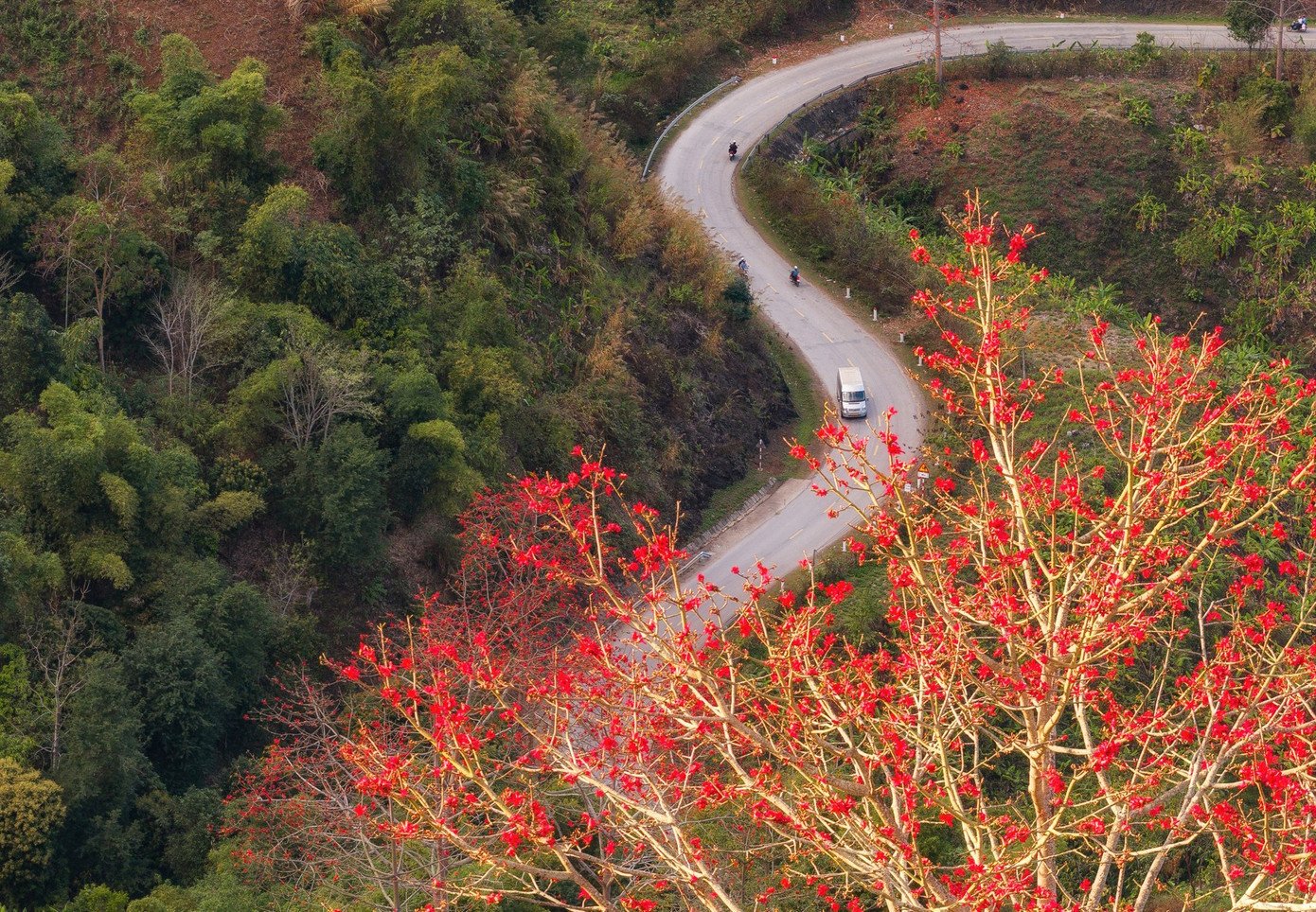 Có cây đứng đơn độc giữa nương ngô. Có cây đã hàng trăm năm tuổi, lặng lẽ trở thành chứng nhân cho bao mùa đổi thay của bản làng.