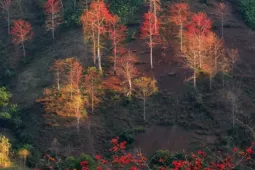 Hoa gạo 'thắp lửa' khắp núi rừng Tây Bắc