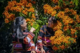 Hoa trang rừng nở rộ - 'nàng thơ' của đại ngàn Gia Lai thức giấc