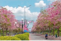 Cần Thơ: Con đường hoa kèn hồng thu hút đông đảo du khách tham quan