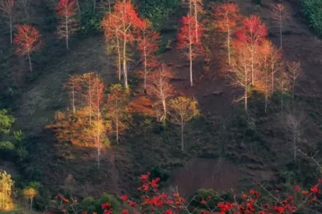 Hoa gạo 'thắp lửa' khắp núi rừng Tây Bắc