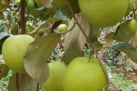 Loại quả “tốt nhất thế giới” có ở Bắc Ninh, quả to giòn ngọt, làm được nhiều món ngon