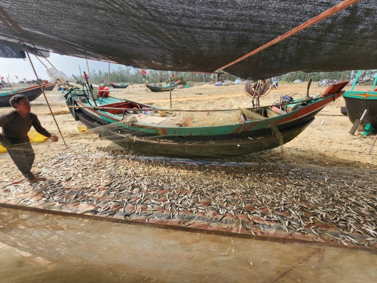 Theo ngư dân địa phương, tranh thủ thời tiết thuận lợi, nhiều tàu xuất bến ra khơi từ khoảng 3 giờ sáng, đánh bắt ở ngư trường cách bờ vài hải lý. Đến khoảng 10 giờ cùng ngày, các tàu lần lượt cập bờ sau nhiều giờ đánh bắt.