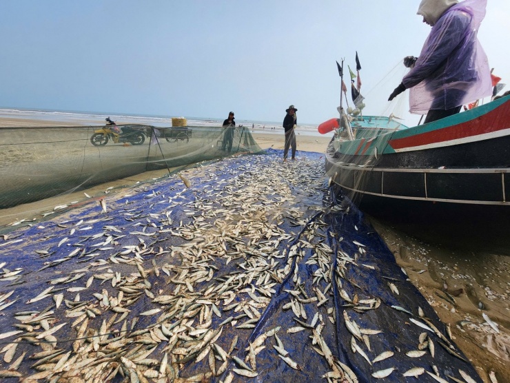 Ngư dân cho biết, thời điểm này ngư trường gần bờ xuất hiện nhiều luồng cá trích với số lượng lớn. Đây cũng là mùa chính khai thác cá trích hằng năm, thường bắt đầu sau Tết Nguyên đán và kéo dài đến khoảng tháng 4 dương lịch.