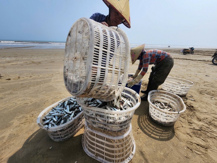 Sau khi được gỡ khỏi lưới, cá trích được rửa sơ qua nước biển, tập kết tại bờ để bán cho thương lái. Giá thu mua hiện dao động khoảng 9.000 –-12.000 đồng/kg, tùy loại và thời điểm. Với sản lượng từ vài trăm kg đến gần 1 tấn, mỗi chuyến biển ngư dân có thể thu về khoảng 3 chục triệu đồng.