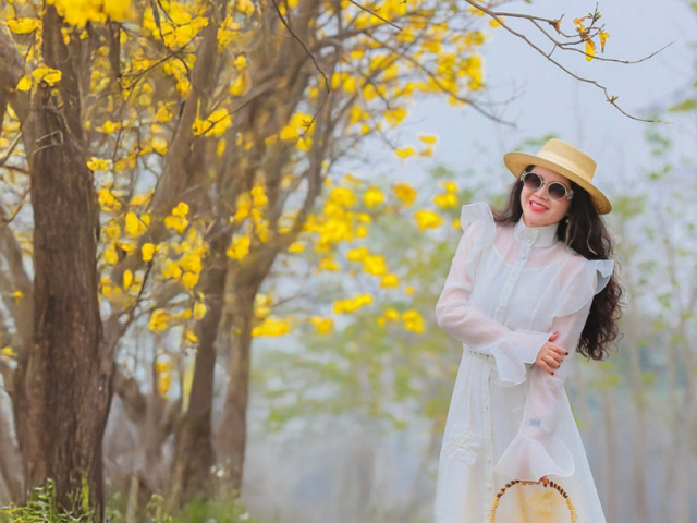 Hoa phong linh nở rực vàng Hà Nội, đứng vào là có ảnh đẹp