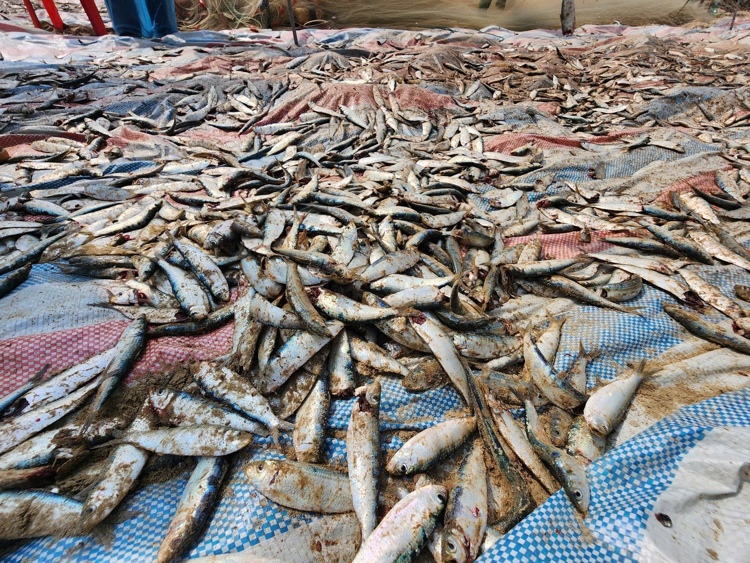 Thời điểm này, ngư dân liên tiếp trúng đậm luồng cá trích nên khi kéo lưới lên, cá dính dày đặc. Để thuận tiện cho việc thu gom, bà con phải trải bạt trên bãi cát rồi rũ lưới, gỡ cá trích và phân loại trước khi tập kết bán cho thương lái.