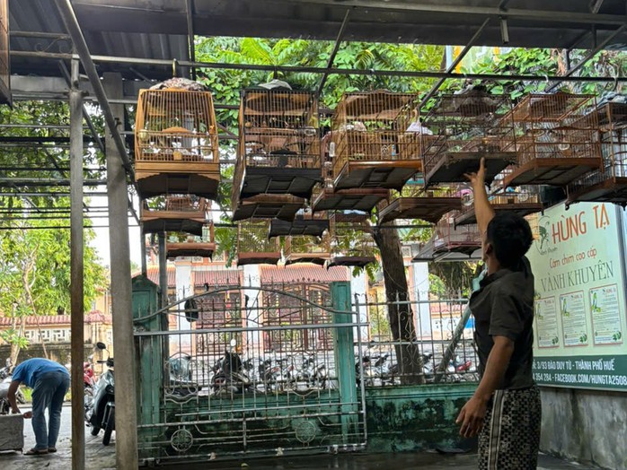 Nhiều người chơi chim cảnh ở Huế mang chim tới giao lưu tại quán cà phê giờ đây đã không sợ kiểm lâm vì chim có giấy tờ hợp pháp.