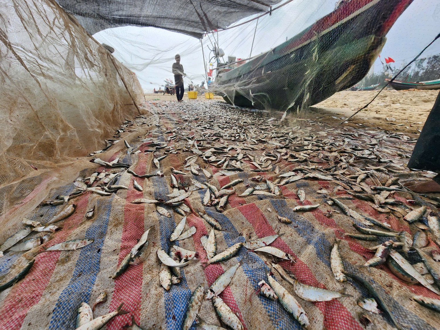 Thời điểm này, ngư dân liên tiếp trúng đậm luồng cá trích nên khi kéo lưới lên, cá dính dày đặc. Để thuận tiện cho việc thu gom, bà con phải trải bạt trên bãi cát rồi rũ lưới, gỡ cá trích và phân loại trước khi tập kết bán cho thương lái.