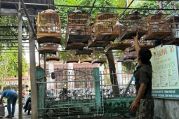 Huế: Nhiều người mang chim cảnh tới quán cà phê đã không còn sợ... tịch thu