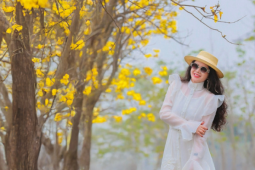 Hoa phong linh nở rực vàng Hà Nội, đứng vào là có ảnh đẹp