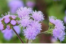 Hoa cứt lợn có thật sự chữa được viêm xoang? Sự thật ít người biết