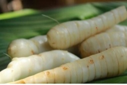 Việt Nam có "báu vật dưới lòng đất" hương vị đặc biệt, tốt chẳng kém nhân sâm