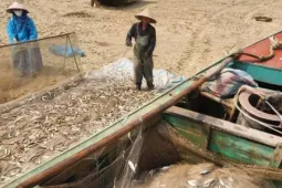 Ngư dân trúng đậm cá trích, thu tiền triệu mỗi chuyến biển