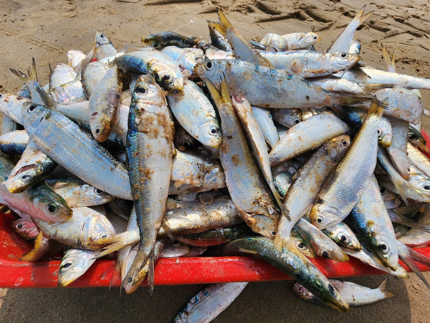 Với sản lượng khá cao, sau khi cập bờ, ngư dân nhanh chóng gỡ cá khỏi lưới, tập kết ngay trên bãi biển để bán cho thương lái, không khí thu mua nhộn nhịp.