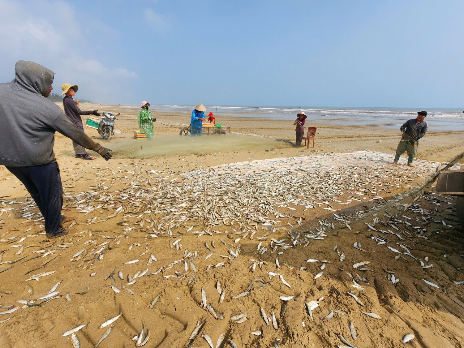 Với sản lượng khá cao, sau khi cập bờ, ngư dân nhanh chóng gỡ cá khỏi lưới, tập kết ngay trên bãi biển để bán cho thương lái, không khí thu mua nhộn nhịp.