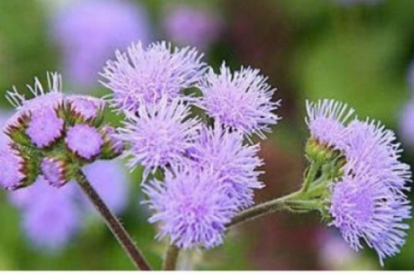 Hoa cứt lợn có thật sự chữa được viêm xoang? Sự thật ít người biết