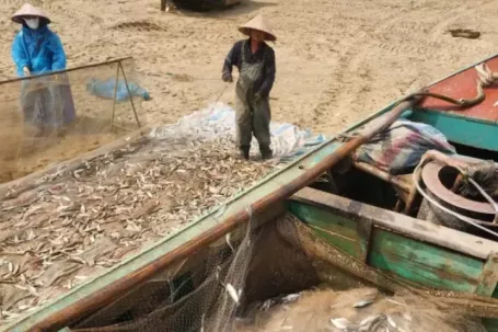 Ngư dân trúng đậm cá trích, thu tiền triệu mỗi chuyến biển