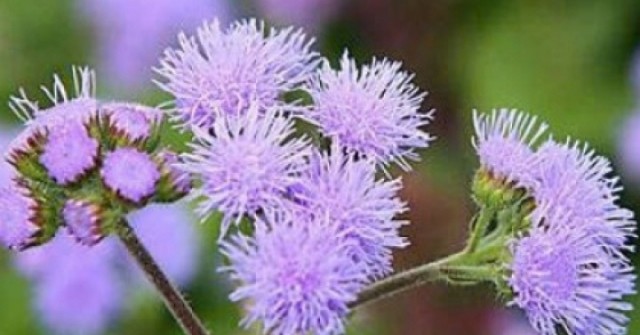 Hoa cứt lợn có thật sự chữa được viêm xoang? Sự thật ít người biết