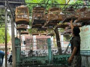 Huế: Nhiều người mang chim cảnh tới quán cà phê đã không còn sợ... tịch thu