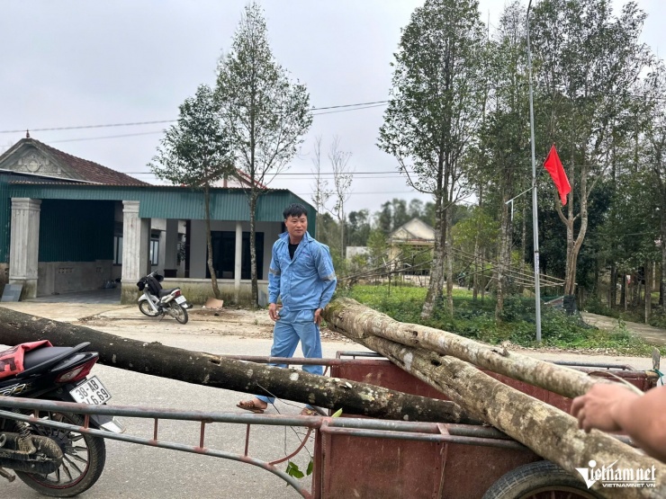 Nông dân thu mua, chở cây dó về cơ sở kinh doanh để chế tác trầm hương.