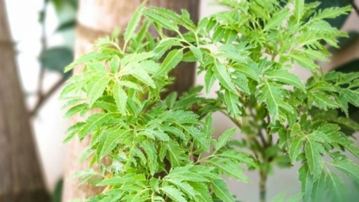 Cây đinh lăng có nhiều lợi ích sức khỏe đáng kinh ngạc. (Ảnh minh họa: VTCNews)