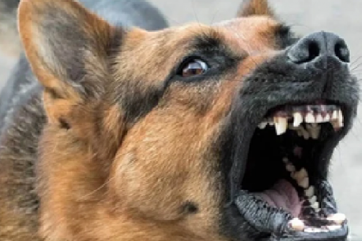 Cháu bé tử vong sau khoảng 4 tháng bị chó cắn