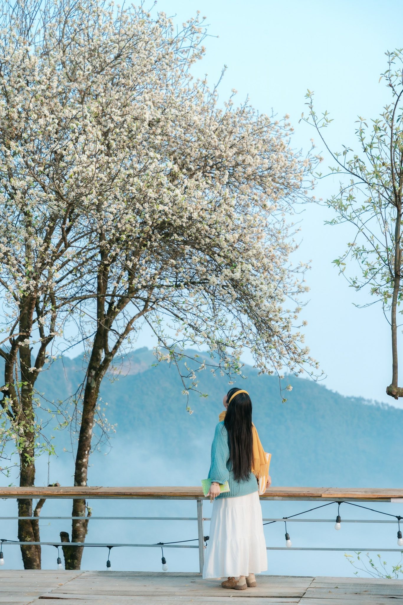 Một số khu vực ở Tà Xùa đang bước vào thời điểm hoa sơn tra nở rộ, thu hút đông đảo du khách và những người yêu nhiếp ảnh tìm đến tham quan, chụp hình. Ảnh: Linh Xinh