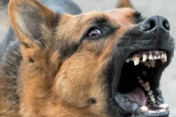 Cháu bé tử vong sau khoảng 4 tháng bị chó cắn