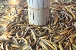 Con đặc sản lặn ngụp dày đặc trong bể, nuôi thành công, anh nông dân Nghệ An nói có từng nào cũng bán hết