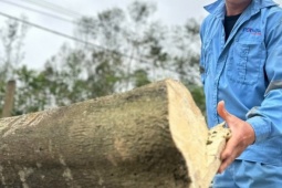 Nông dân xã miền núi Hà Tĩnh thu trăm tỷ nhờ 'tìm vàng' trong thân cây