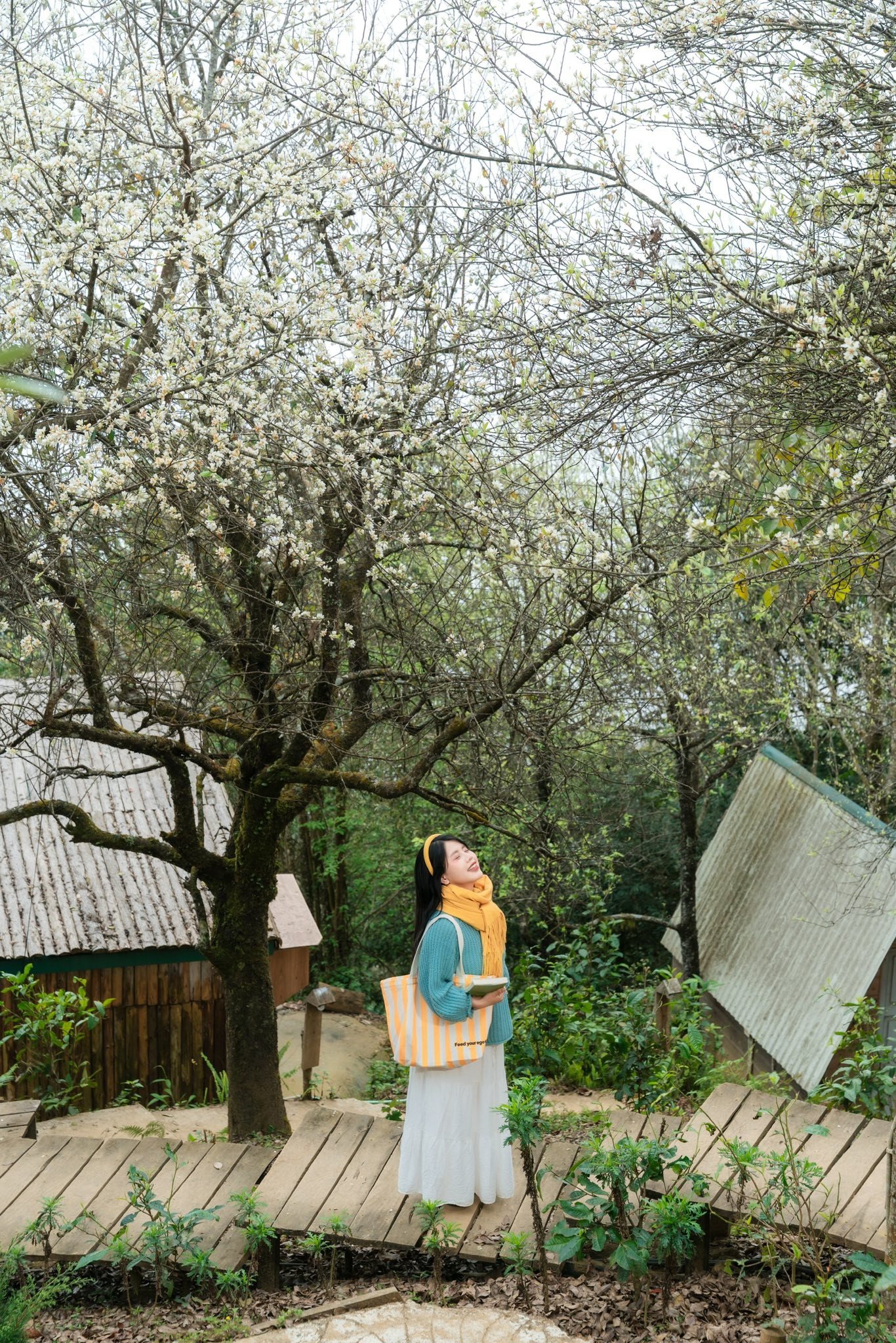 Du khách có thể chọn những góc chụp đẹp với hoa sơn tra ở Làng Chếu, Háng Đồng hay một số khu lưu trú quanh bản.... Ảnh: Linh Xinh