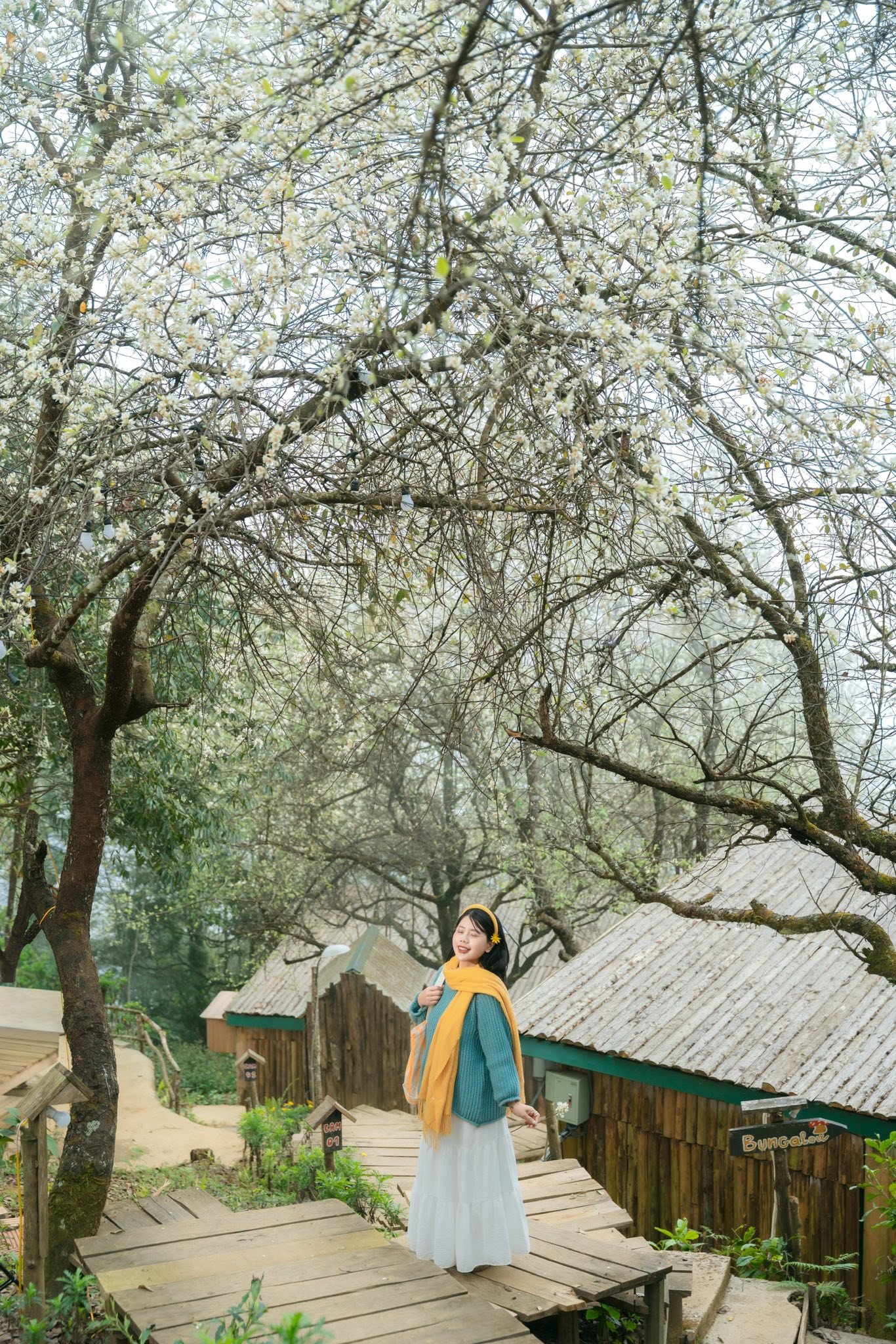 Du khách có thể chọn những góc chụp đẹp với hoa sơn tra ở Làng Chếu, Háng Đồng hay một số khu lưu trú quanh bản.... Ảnh: Linh Xinh