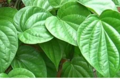 Lá trầu không - “vị thuốc dân gian” với nhiều công dụng đáng ngạc nhiên