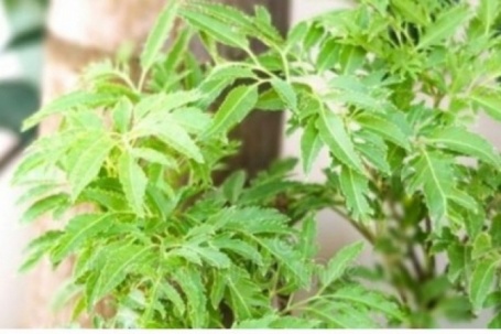 "Cây thuốc đại bổ”, bộ phận nào cũng dùng được mà người Việt chỉ trồng làm cảnh