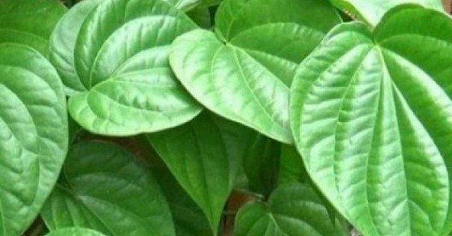 Lá trầu không - “vị thuốc dân gian” với nhiều công dụng đáng ngạc nhiên