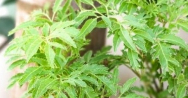 "Cây thuốc đại bổ”, bộ phận nào cũng dùng được mà người Việt chỉ trồng làm cảnh