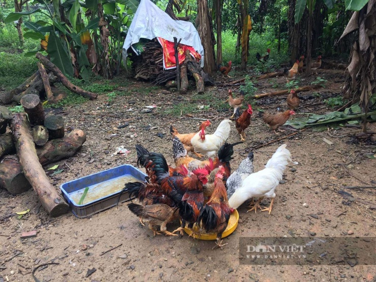 Chăn nuôi gà nhiều cựa ở xã Tân Sơn (Phú Thọ). Ảnh: N. Tuấn