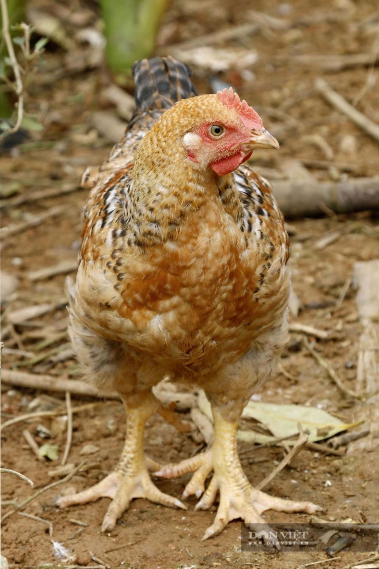 Loài vật từng chỉ có trong truyền thuyết Sơn Tinh – Thủy Tinh nay thành kiểu làm giàu của người dân Phú Thọ - 4