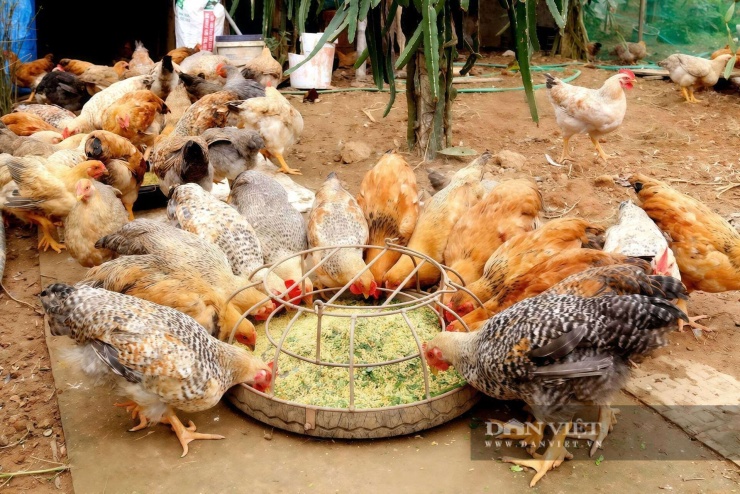 Mô hình nuôi gà nhiều cựa ở xã Tân Sơn (Phú Thọ) đang mở hướng sinh kế bền vững cho đồng bào dân tộc thiểu số. Ảnh: N. Tuấn