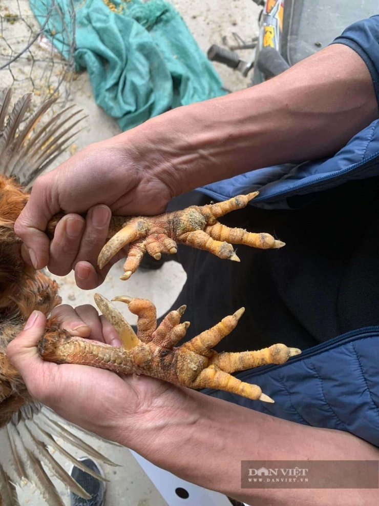 Nhân rộng mô hình nuôi gà nhiều cựa góp phần bảo tồn giống gà quý và nâng cao thu nhập cho người dân địa phương. Ảnh: N. Tuấn